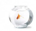AQUARIO GLOBO
