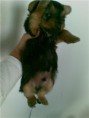 /album/galeria-de-fotos-animais/getattachment3-jpg/