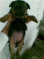 /album/galeria-de-fotos-animais/getattachment4-jpg/