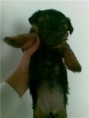 /album/galeria-de-fotos-animais/getattachment6-jpg/