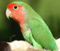 /album/galeria-de-fotos-animais/rossicolli-jpg/