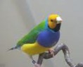 /album/galeria-de-fotos-animais/diamantes-jpg/