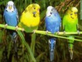 /album/galeria-de-fotos-animais/piriquitos-jpg/