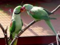 /album/galeria-de-fotos-animais/alexandrinos-jpg/
