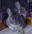 /album/galeria-de-fotos-animais/chinchilas-jpg/
