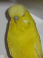 /album/galeria-de-fotos-animais/ingleses-jpg/