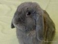 /album/galeria-de-fotos-animais/coelhos-jpg/