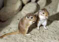 /album/galeria-de-fotos-animais/cangurus-jpg/
