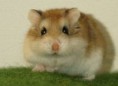 /album/galeria-de-fotos-animais/hamster-jpg/