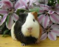/album/galeria-de-fotos-animais/porcos-jpg/